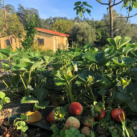Casa De Vilar De Rei, A Tranquilidade Do Mundo Rural * פונטה דה לימה